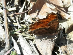 Polygonia egea