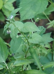 Solanum dulcamara