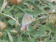 Polyommatus icarus