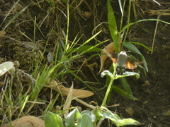 Macroglossum stellatarum
