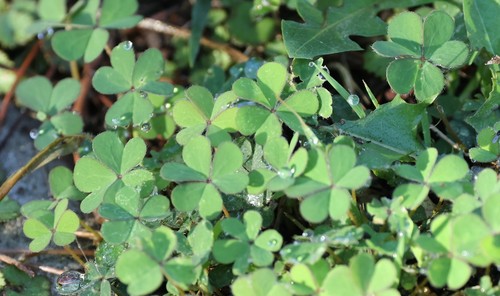 photo of Creeping Woodsorrel (Oxalis corniculata)