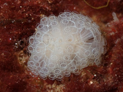 Botrylloides crystallinus