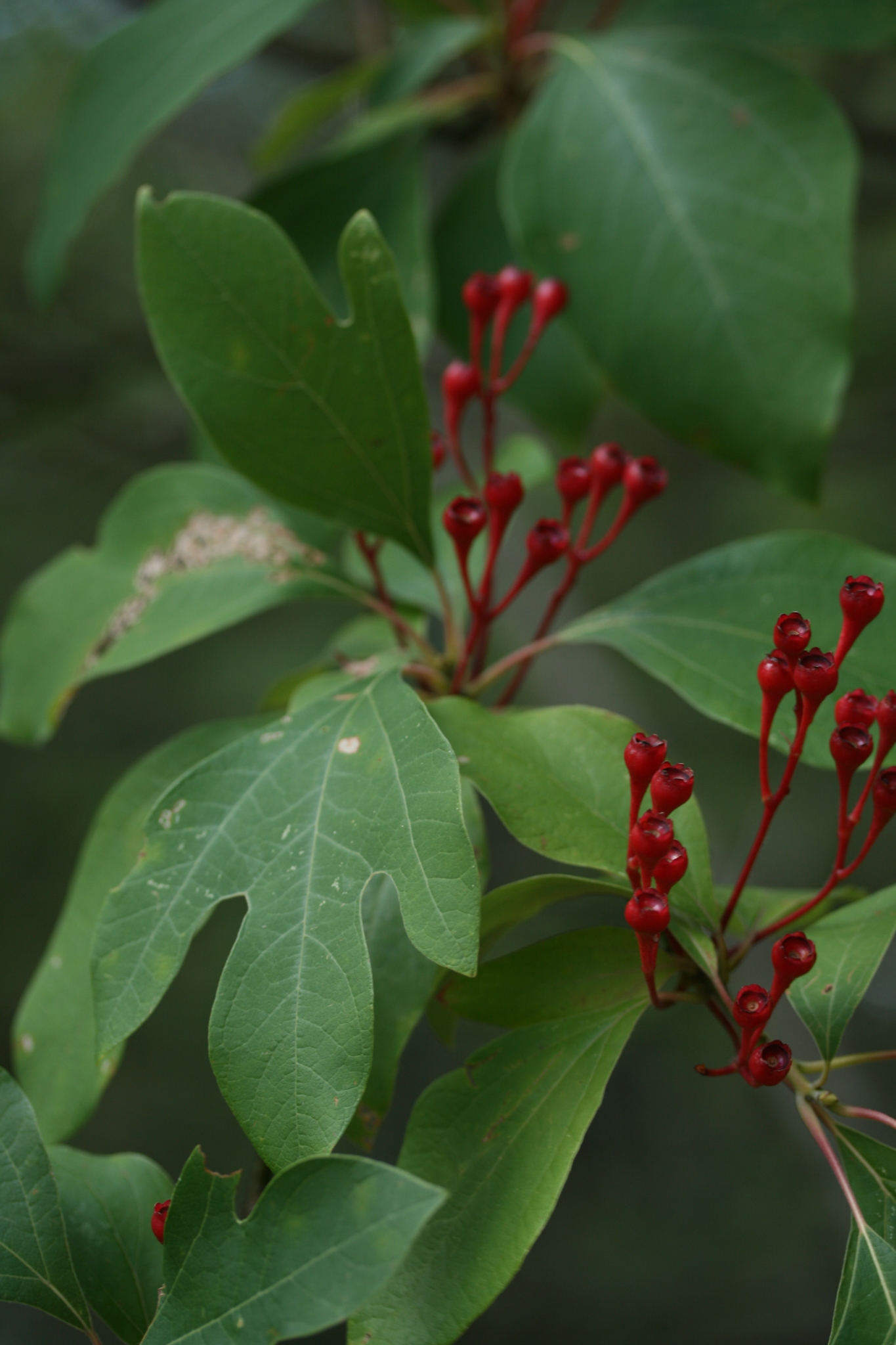 Sassafras