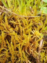 Palustriella falcata