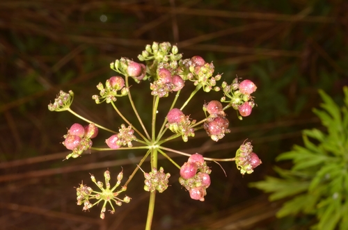 Kiefferia pericarpiicola