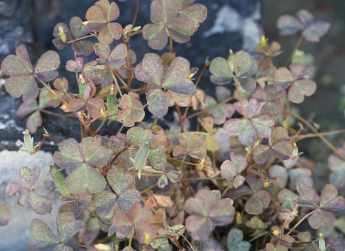 photo of Creeping Woodsorrel (Oxalis corniculata)