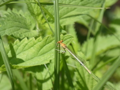 Platycnemis pennipes