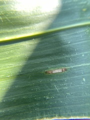 Cercospora zeae-maydis