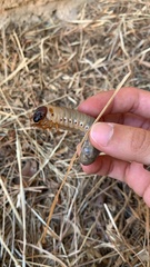 Pericoptus