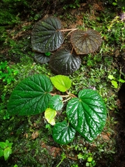 Begonia tenera