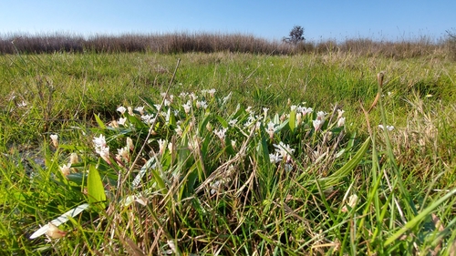 Narrowleaf waterblommetjie (Aponogeton angustifolius)