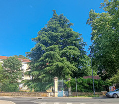 Cedrus libani