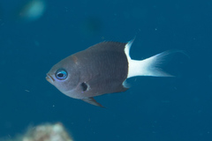 Pycnochromis margaritifer