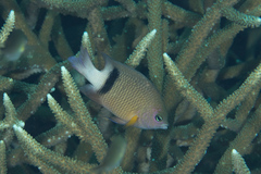 Plectroglyphidodon dickii