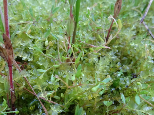 Montia fontana iNat (2)