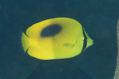 Chaetodon speculum