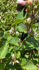 Ctenucha rubroscapus