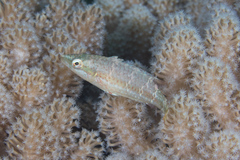Oxycheilinus orientalis
