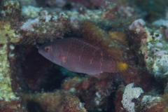 Oxycheilinus orientalis