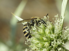 Colletes hylaeiformis