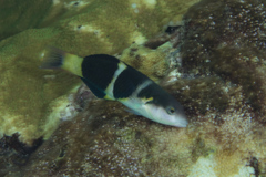 Thalassoma nigrofasciatum