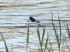 Calopteryx splendens