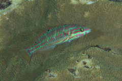 Thalassoma quinquevittatum