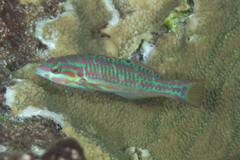 Thalassoma quinquevittatum