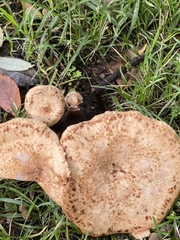 Cerioporus squamosus