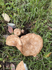 Cerioporus squamosus