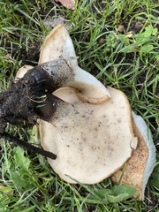 Cerioporus squamosus