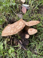 Cerioporus squamosus