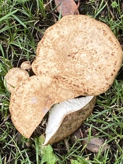 Cerioporus squamosus