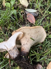 Cerioporus squamosus