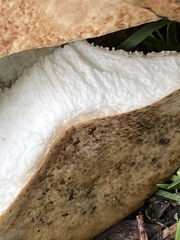 Cerioporus squamosus