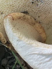 Cerioporus squamosus