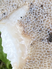 Cerioporus squamosus