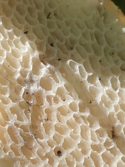 Cerioporus squamosus