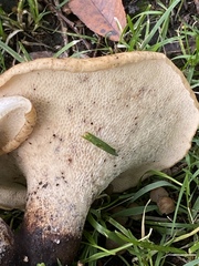 Cerioporus squamosus