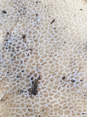 Cerioporus squamosus