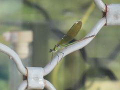 Calopteryx splendens