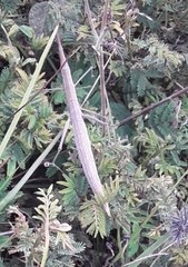 Microcoema acuminata