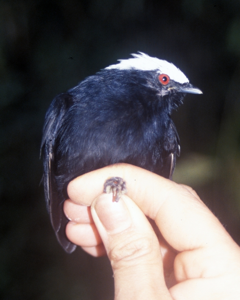 Pseudopipra