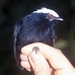 Pseudopipra - Photo Aves y Conservación, sin restricciones conocidas de derechos (dominio público)