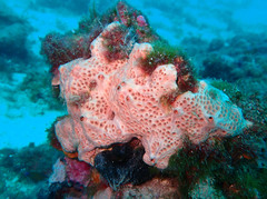 Hemimycale columella