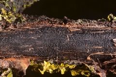 Eutypa