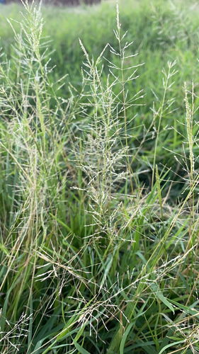 Sporobolus pyramidatus