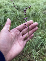 Pennellia longifolia