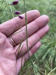 Pennellia longifolia