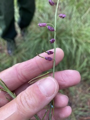 Pennellia longifolia
